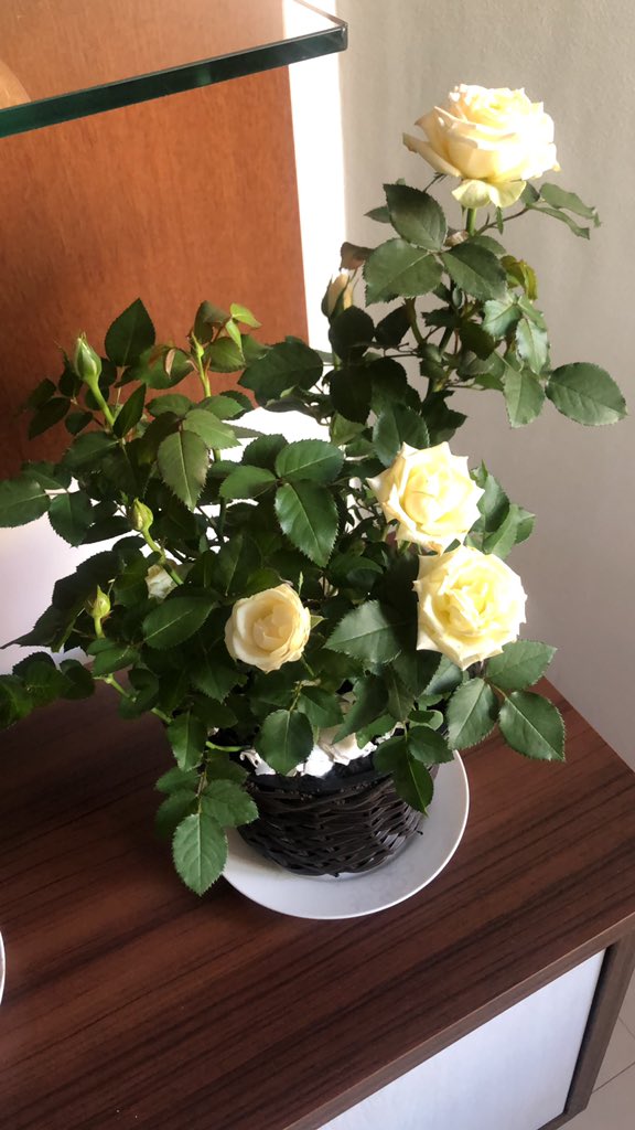raizzamaria's tweet photo. Eu coloquei a foto da roseira e em dois dias as rosas secaram. E hoje abriram novas rosas. Quando vc entrega algo pra Nossa Senhora é assim que funciona. Vc acha que está entregando algo bonito e ela aceita com amor, mas te devolve algo muito maior! https://t.co/CcjI7jGSAE