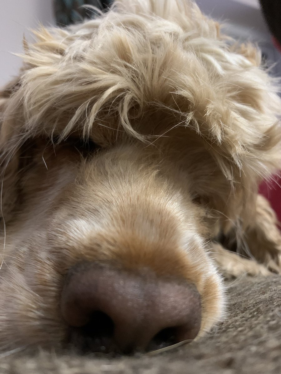 Apparently I might need a hair cut.... I have been working hard on my lockdown hair cut!