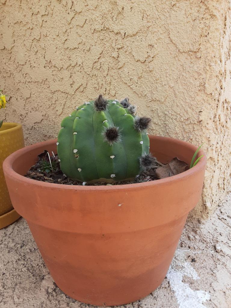 TrinaLongoria's tweet photo. My grandma lives with my aunt now, so since I can’t see her all the time she and I send each other photos of our plants. Shes the cutest thing! 🥰💚 https://t.co/aUfKPDcvNi