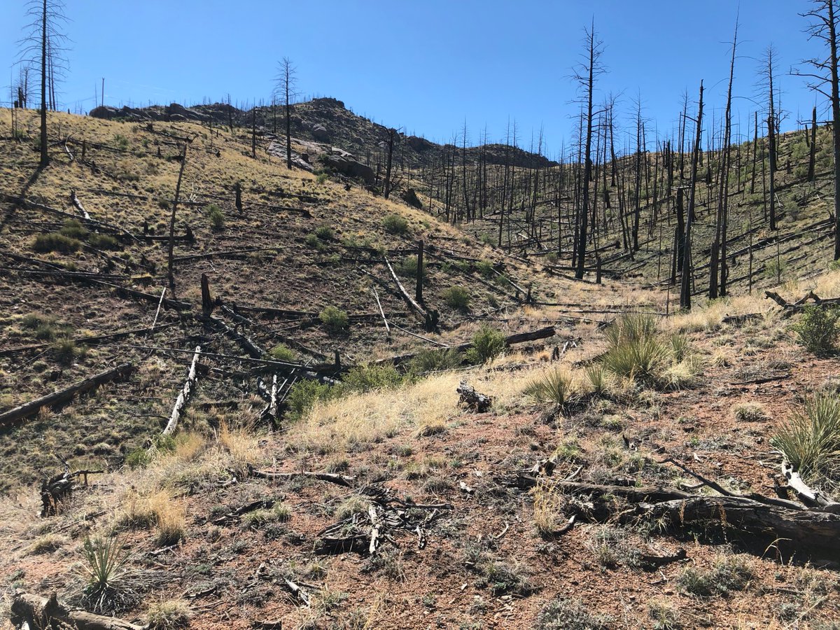 PeakBaggerQ's tweet photo. #CheesmanMountain (2,422m). #PeakBagging in the #HaymanFire burn area with Pikes Peak in the distance. Less successful pike fishing at #CheesmanReservoir #GetOutside https://t.co/6pXBgMNysK