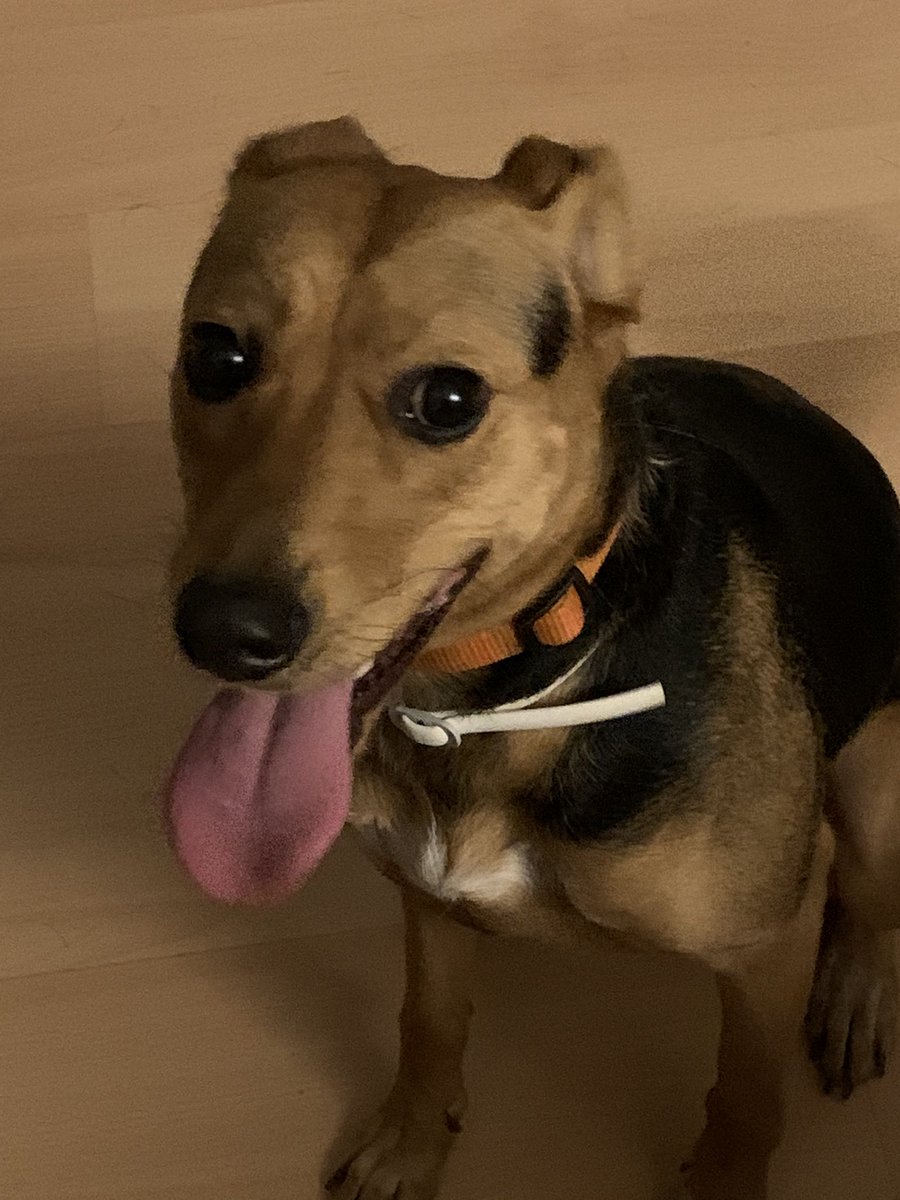 LadyLythene's tweet photo. Esta es Nessy. Mi Nessy feliz de su paseo nocturno, que ahora está haciendo la rosquillita. Es la alegría de la casa y la cosita mas cariñosa del mundo. El dia 4/7 hará dos añitos y me alegro de que la adoptáramos. No es de raza, pero es una reina #AdoptaNoCompres #nessyrules https://t.co/DY7UHtRJoo