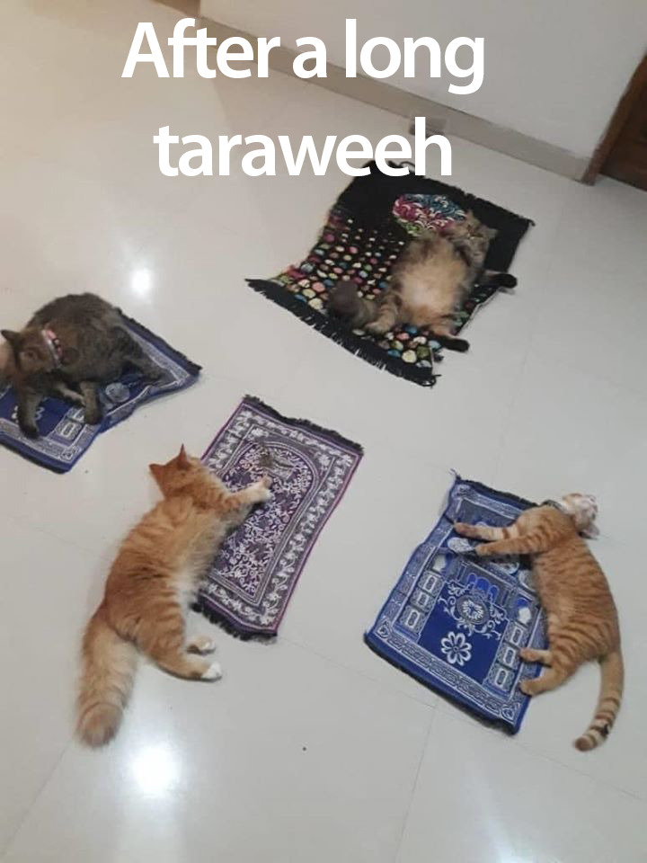proteinshaykh_'s tweet photo. 😂 https://t.co/FcJtmz8n4K