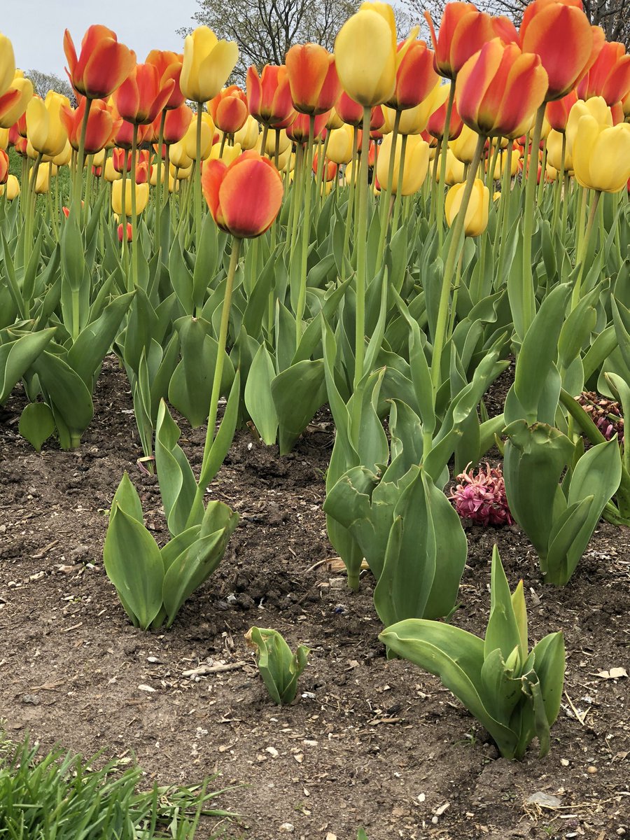TorSunphoto21's tweet photo. Checking out the brilliant #Tulips before the rains at #JonathanAshbridgePark #QueenStEast in east end #Toronto https://t.co/cVadTv52iw