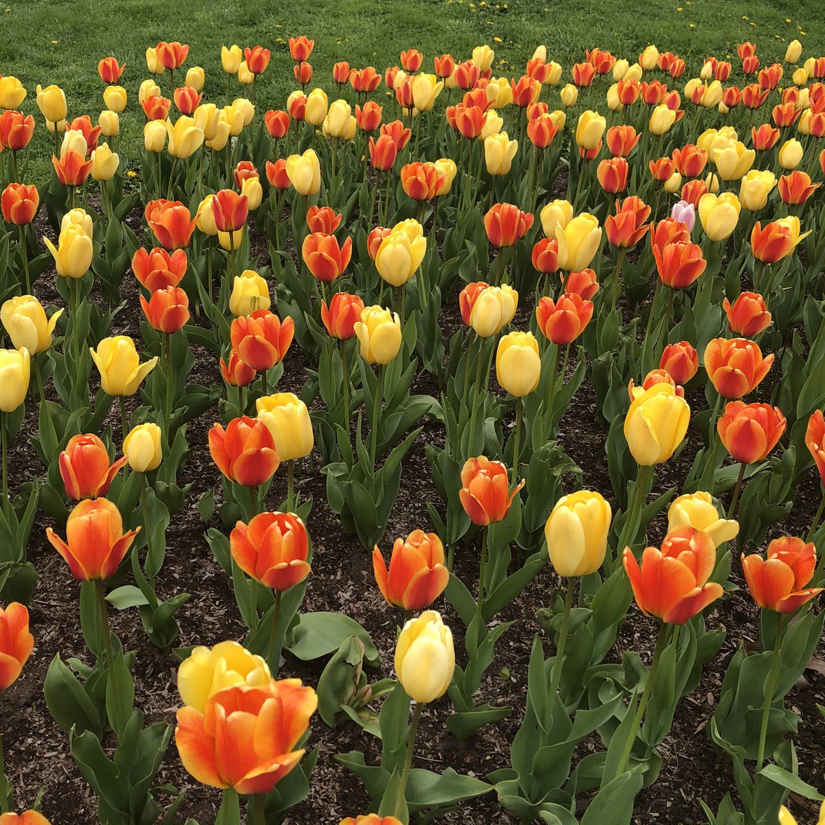 TorSunphoto21's tweet photo. Checking out the brilliant #Tulips before the rains at #JonathanAshbridgePark #QueenStEast in east end #Toronto https://t.co/cVadTv52iw