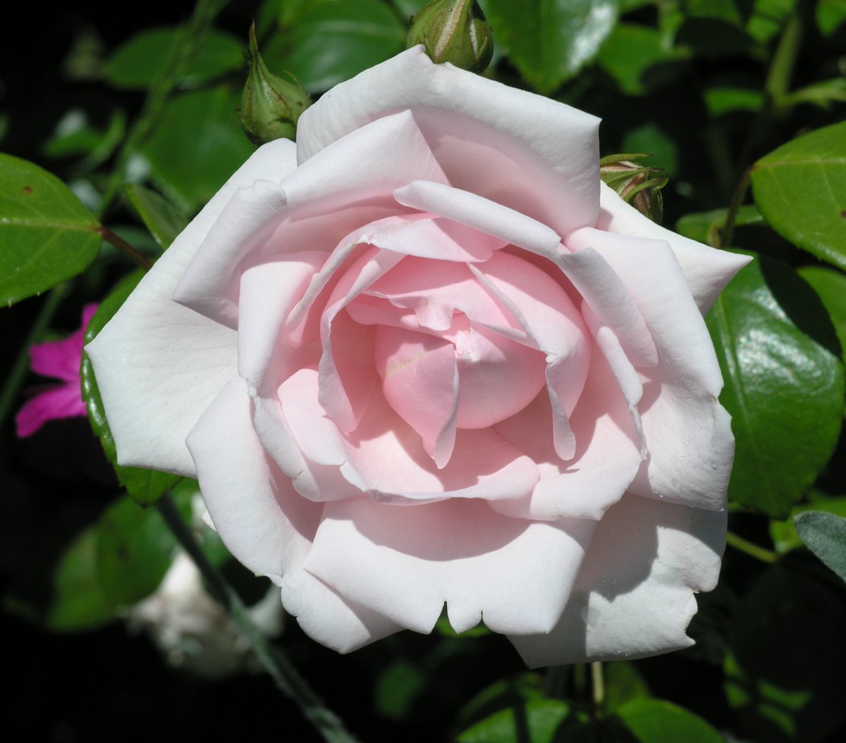 Doleoscottages's tweet photo. @Ebornator @The_RHS @RHSWisley New Dawn rambler, my perfect shade of pink. https://t.co/LTz7OfTeXa