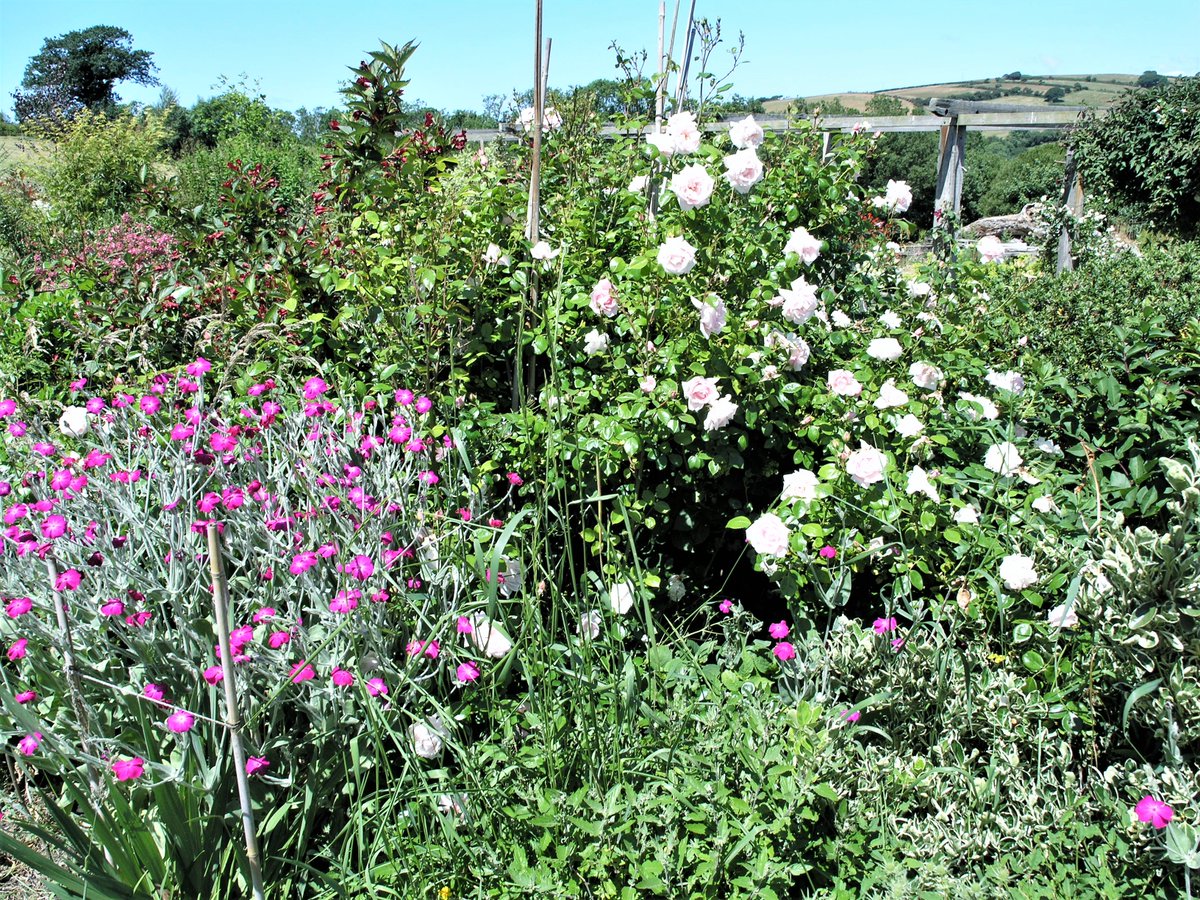 Doleoscottages's tweet photo. @frostatwork New Dawn rambling rose, my favourite shade of pink https://t.co/BTSIhzyuXp