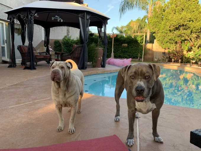 I spent the day by the pool with my dogs and moo and now we&rsquo;re knocked out (I&rsquo;m knocking out after this