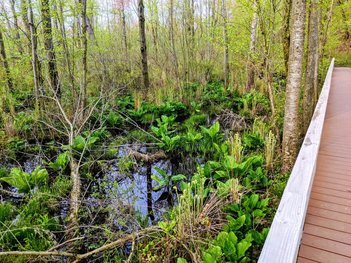 LPMS_aggies's tweet photo. Students were given an assignment to go for a hike this week and connect with nature. They were asked to record the sights and sounds from their hike and were also asked about their mood before and after the hike. The stats speak for themselves... https://t.co/58cMVLqpgf