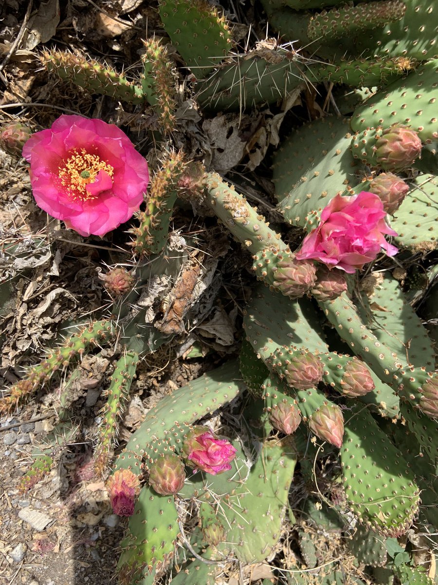 #CactusIntheCity #CactusTweets_