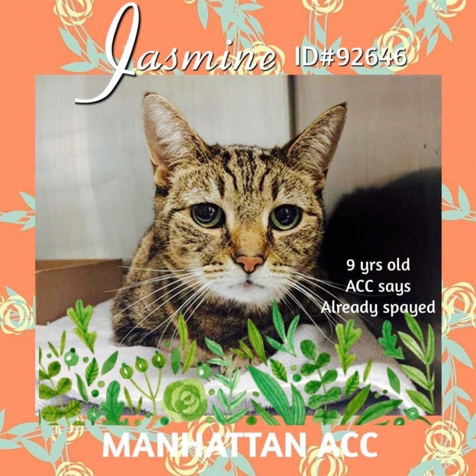 Kimberlykokourt's tweet photo. #Update on #Jasmine the beautiful #cat at the #ManhattanACC: #Murdered or #Killed by the #NYCACC! #RIPJasmine, you will be missed by many! ๐๐๐๐ก๐ก๐ก๐ฅ๐ฅ๐ฅ #CatsOfTwitter #RIP https://t.co/VGLERFsG0v