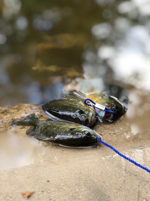 Today I kept it simple. Here's today's catch!

#ncfishing #fishing #outdoors #bluegill #creekfishing #fintherapy #freshwaterfishing #mtb #fishinglife