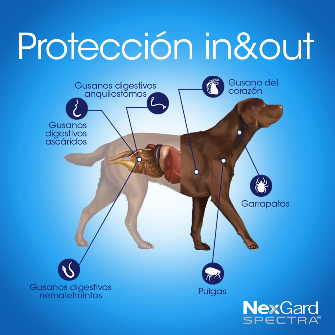 Sabueso de transilvania: El hábil y leal cazador húngaro, image size:1080x1080