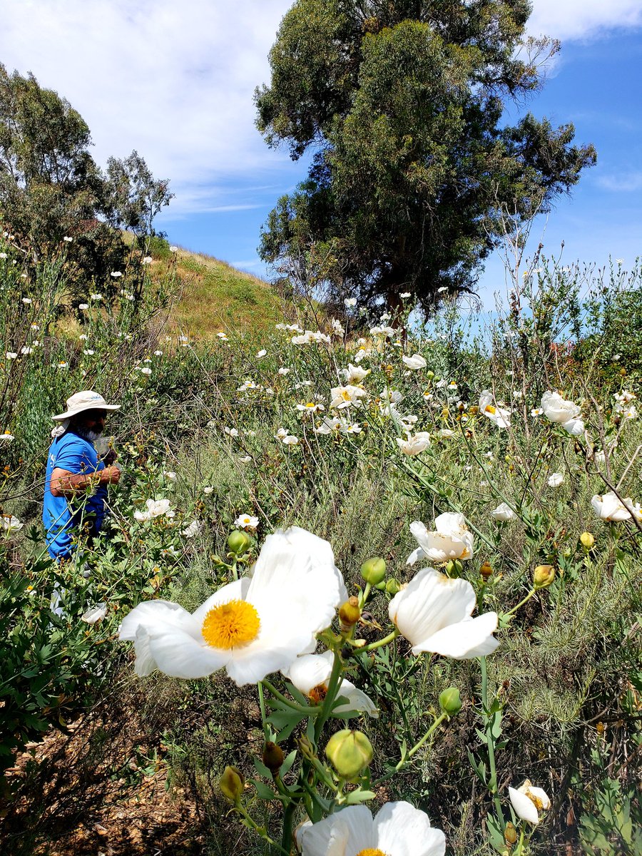 meaghan8380's tweet photo. We unexpectedly found a patch of matilija poppies in Wildwood https://t.co/bp9svSJuc1