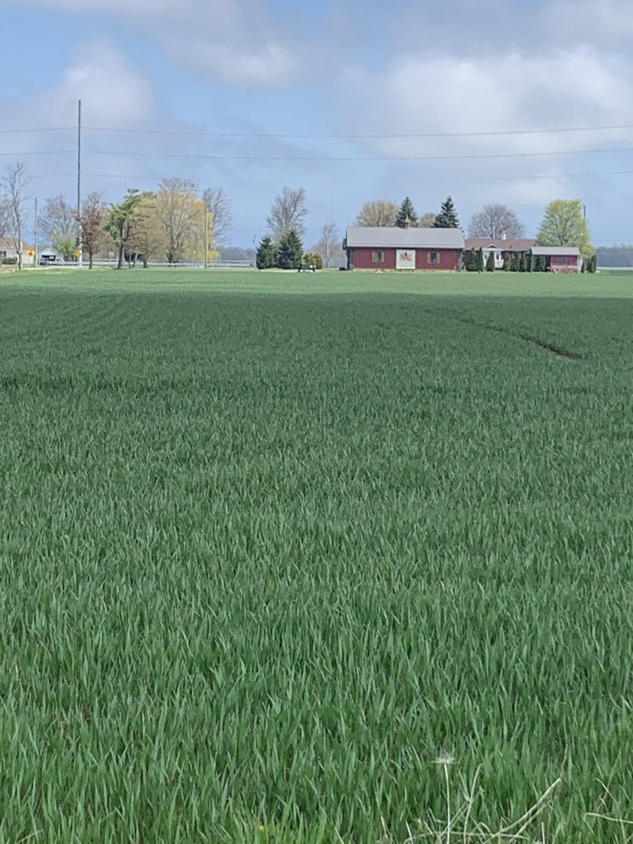 VitucciFarms's tweet photo. #redclover #hardredwheat 🌾  @Alex_Zelem @thewheatteam https://t.co/jWnVIXw62d