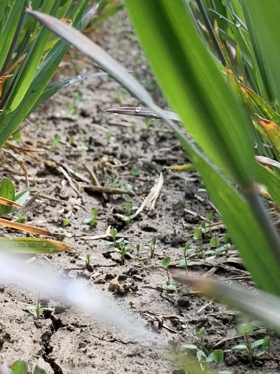 VitucciFarms's tweet photo. #redclover #hardredwheat 🌾  @Alex_Zelem @thewheatteam https://t.co/jWnVIXw62d
