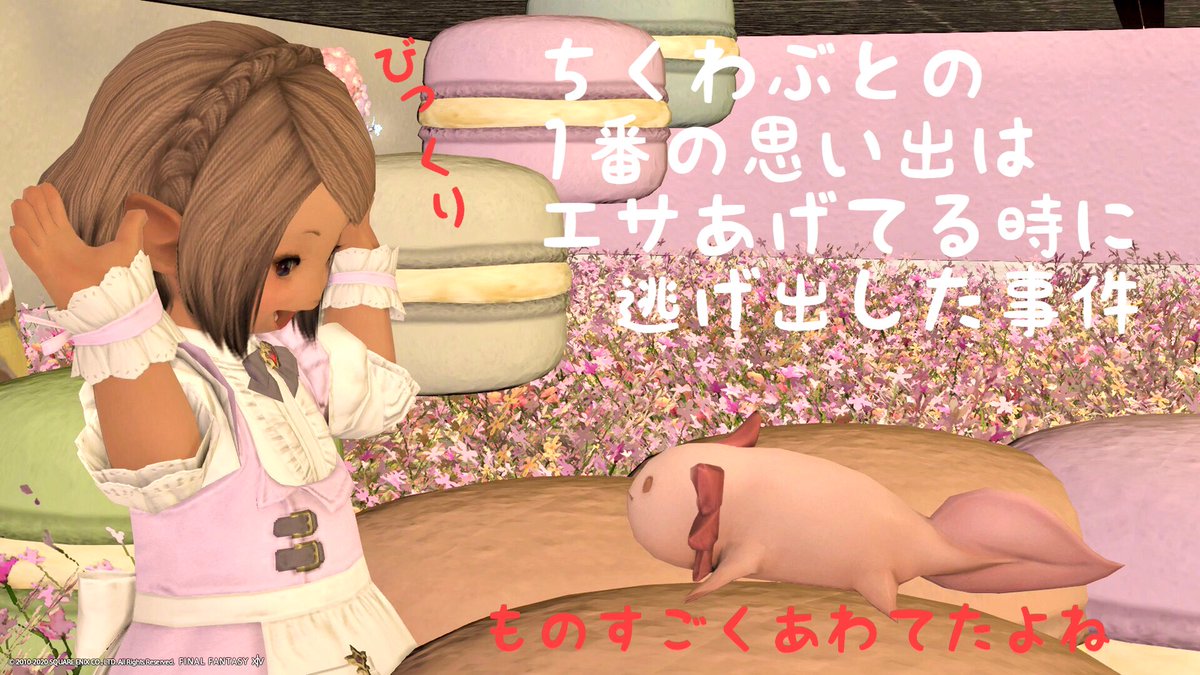 ジョン子 おはようございます٩ ˊᗜˋ و 昨晩我が家の ウーパールーパー ちくわぶ が亡くなりました なので今日の おはララ は4コマちくわぶスペシャルですye E たくさん可愛がってあげれたと思う おそらく寿命でした