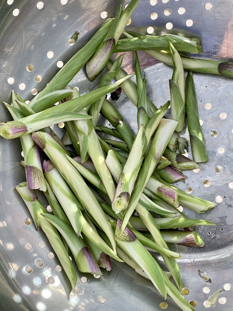 YoniFreedhoff's tweet photo. TIL you can eat young hosta shoots. Harvested edge shoots from a bunch from our yard. Tossed in olive oil with some balsamic vinegar and then pan fried with a dab of butter. I thought they were delicious. Asparagus-esque. Will make again. https://t.co/6nrGY8xmBT