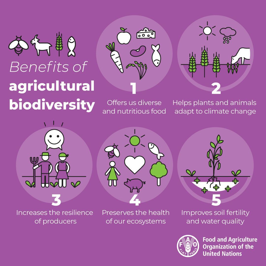 FAOKnowledge's tweet photo. Agricultural biodiversity is vital for coping with a changing climate and securing our future of food.  🥕🍊🍎🍅🍒🥔

5 benefits of agricultural #biodiversity 👇

#BiodiversityDay #FutureofFood https://t.co/31PjiWVfeY