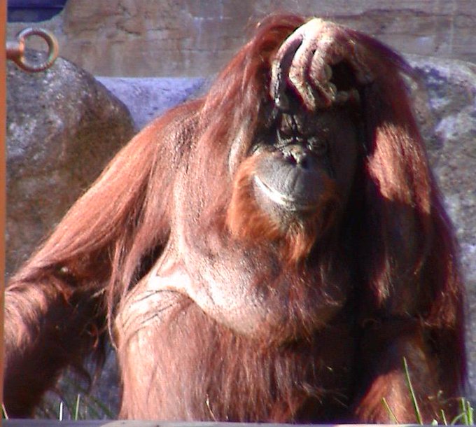 類人猿のtwitterイラスト検索結果