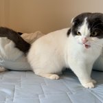 可愛いお顔で激おこ!？？掃除機への怒りが可愛すぎる猫w