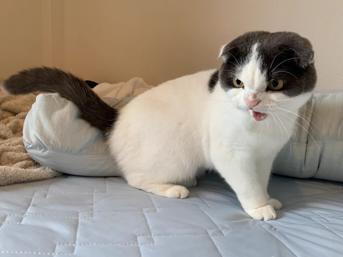 可愛いお顔で激おこ！？？掃除機への怒りが可愛すぎる猫ｗｗ