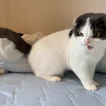 可愛いお顔で激おこ!？？掃除機への怒りが可愛すぎる猫w