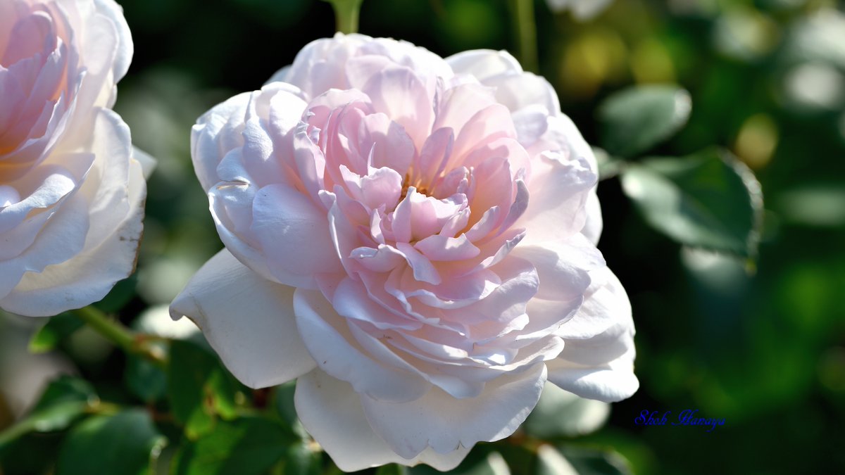 翔 Princess Veil プリンセス ヴェール F Floribunda Keisei Rose Garden 京成 バラ園 秋バラ バラ Roses Flowers