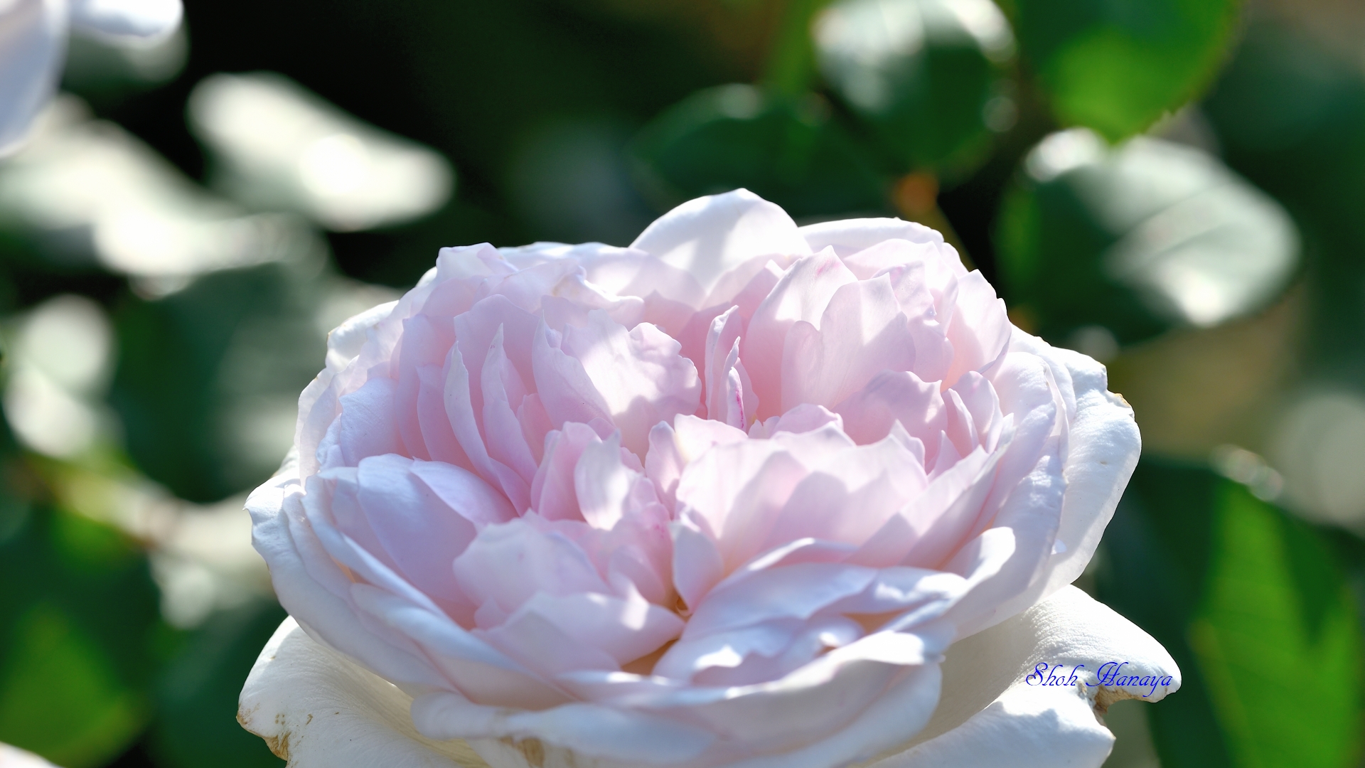 Uzivatel 翔 Na Twitteru Princess Veil プリンセス ヴェール F Floribunda Keisei Rose Garden 京成バラ園 秋バラ バラ Roses Flowers T Co H5g6l3ccnv Twitter