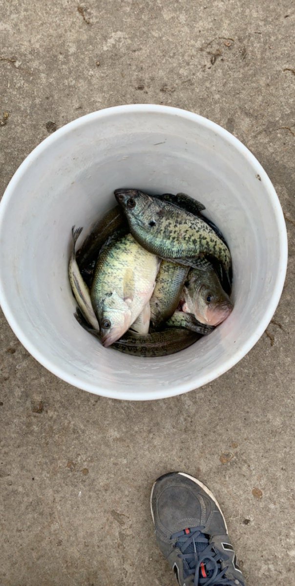 beakthebeast's tweet photo. Gotta love fresh crappie for dinner ! #crappie  #melvernlake https://t.co/72O7mB44J8