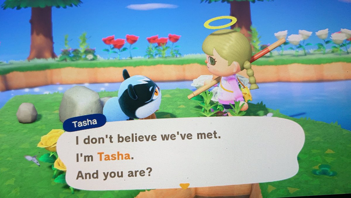 abbyfromkitty's tweet photo. I GOT TASHA WHAT DO I DO??? 😭😭😭😭 DO I TAKE HER? #acnh #animalcrossing #AnimalCrossingNewHorizions #acnhvillagertrade https://t.co/G7eG5YF6Kl