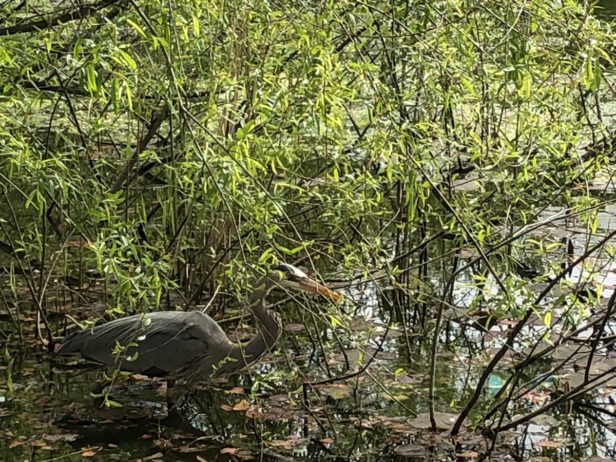BirdsofBaltimo1's tweet image. Great blue heron in Patterson Park. It gulped down a fish for breakfast
