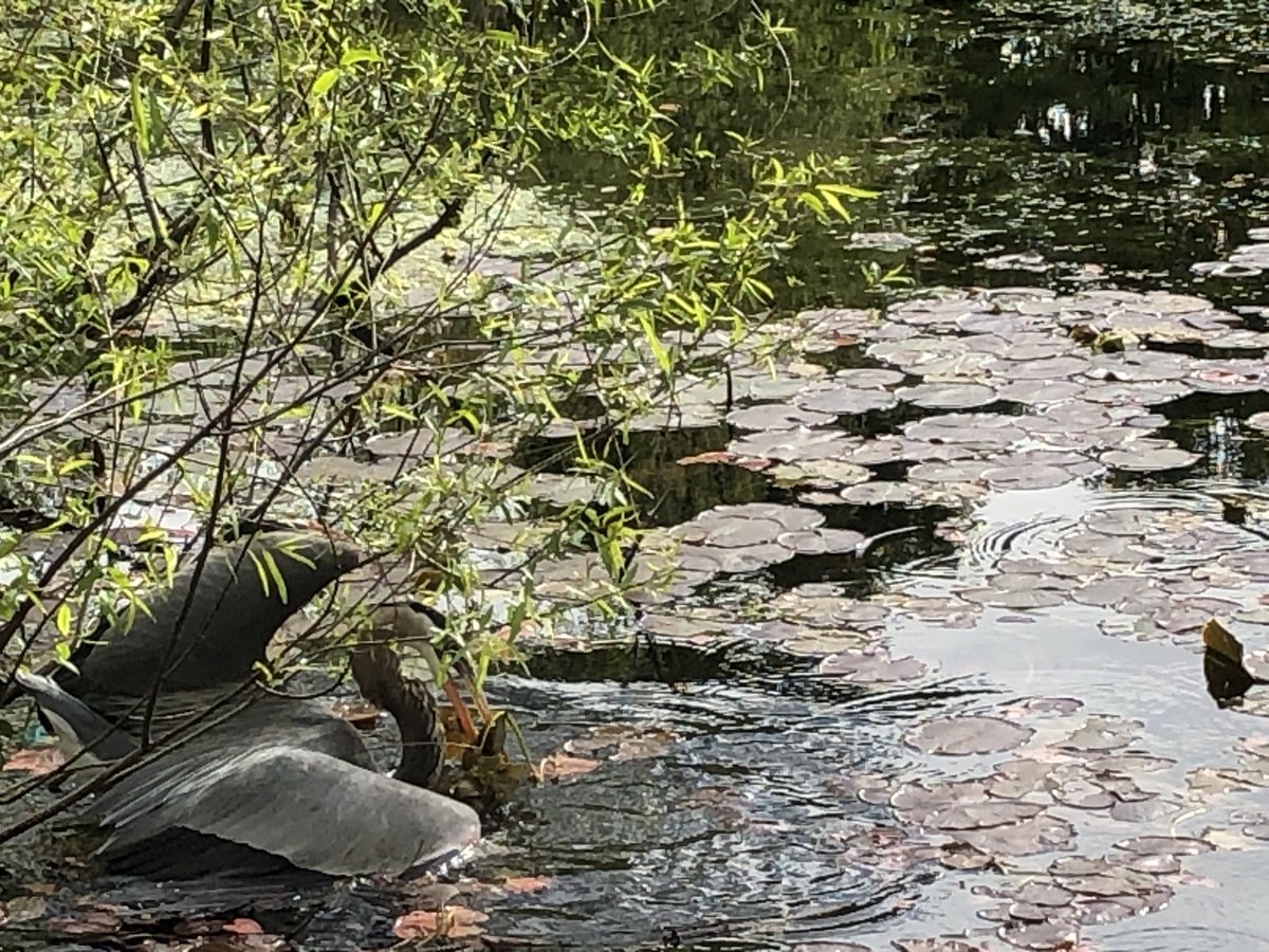 BirdsofBaltimo1's tweet image. Great blue heron in Patterson Park. It gulped down a fish for breakfast