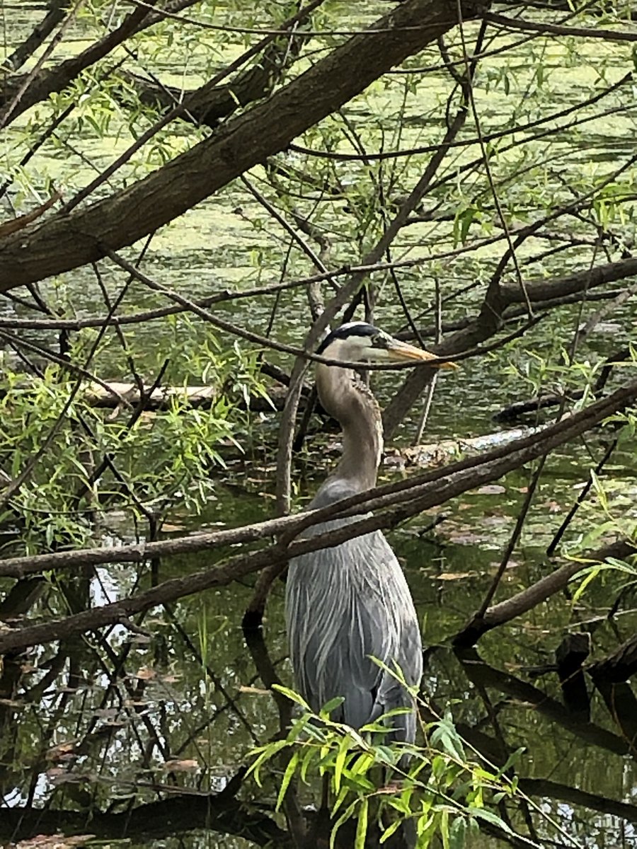 BirdsofBaltimo1's tweet image. Great blue heron in Patterson Park. It gulped down a fish for breakfast