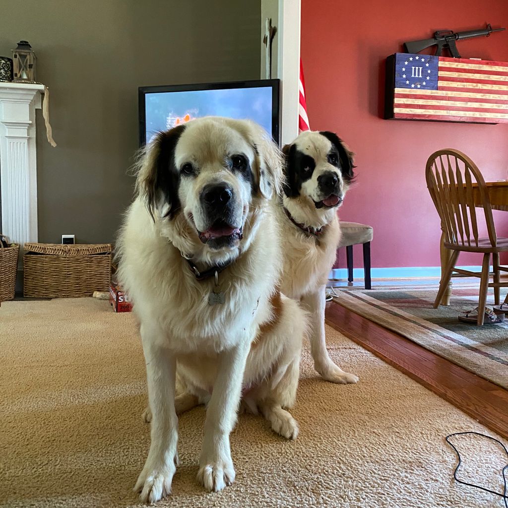 JonWelbornNC's tweet photo. I get the feeling the #WelbornDogs want some attention... https://t.co/1u0ZgCp5n8