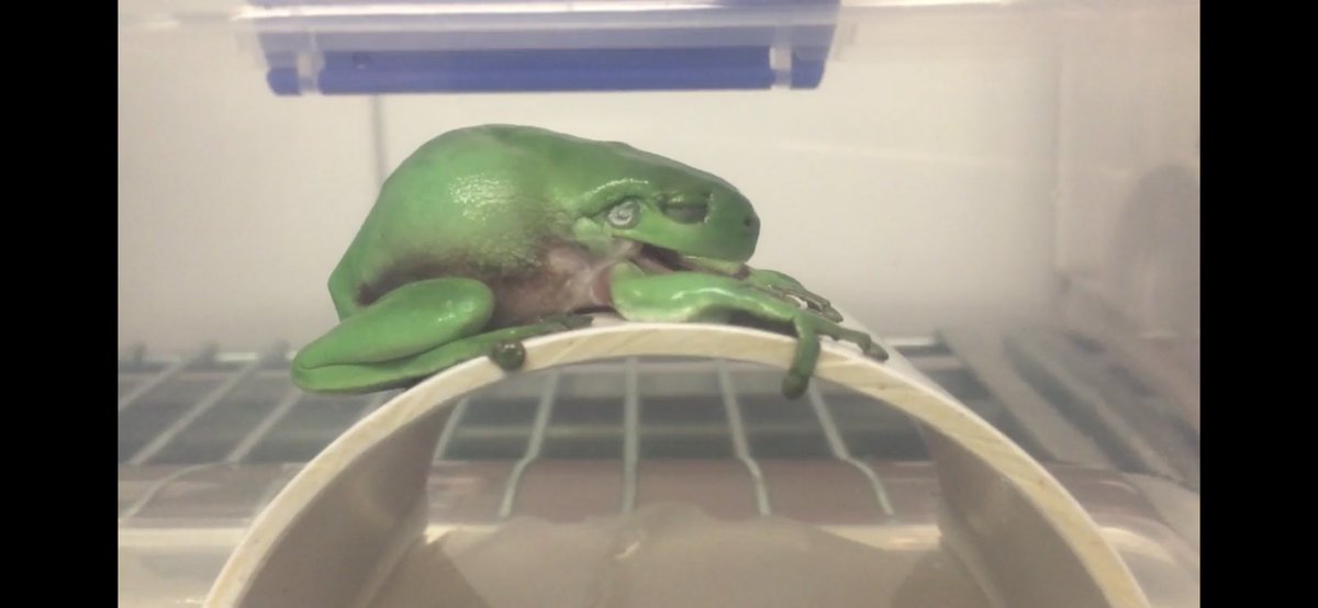 How does sloughing, climate change and #chytrid contribute to global amphibian declines? Craig talks about the trade-offs of skin shedding, impact of UV and temp on the physiology of infected frog skin, as well as constipated frogs 🐸