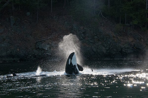 All Aboard Sailing (@capthowitt) on Twitter photo New artwork for sale! - "Biggs Orca Whale Spy hop with backlit blow" - fineartamerica.com/featured/biggs… <a href="/fineartamerica/">Fine Art America</a> New artwork for sale! - "Biggs Orca Whale Spy hop with backlit blow" - fineartamerica.com/featured/biggs… <a href="/fineartamerica/">Fine Art America</a>
