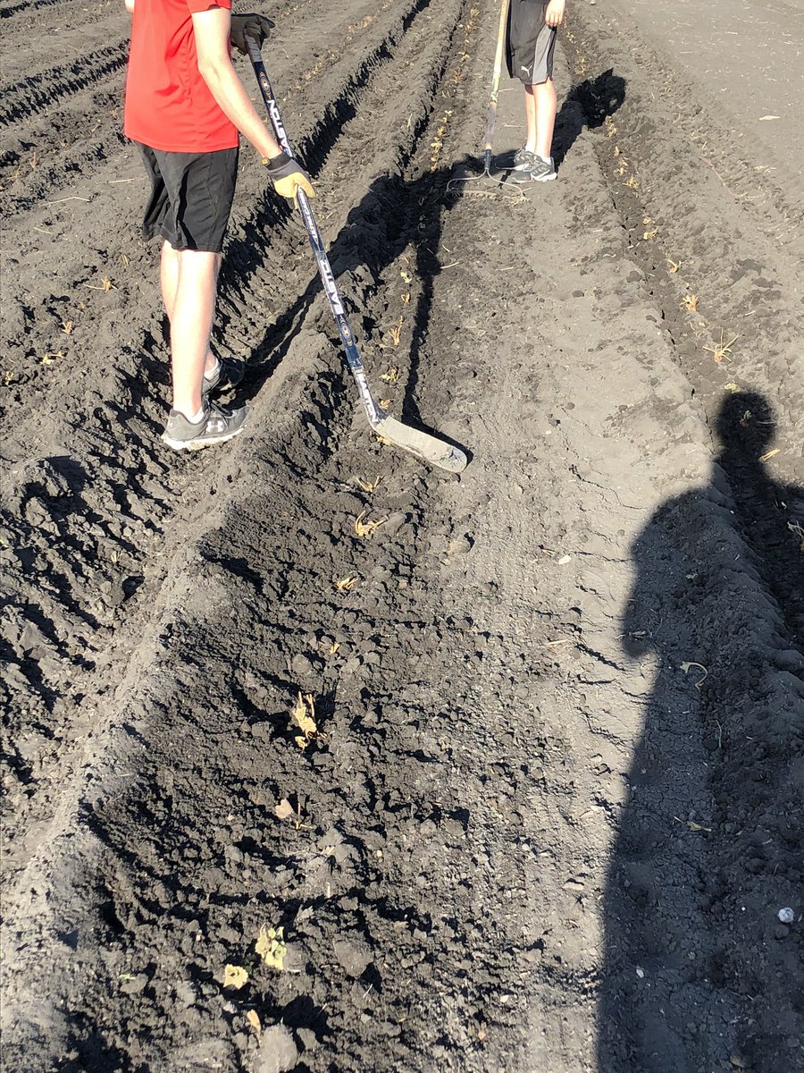 CormiersBerries's tweet photo. The season might be over but the dry land training doesn’t stop @aceburpee @NHLJets #hockeysticksandstrawberryplants #strawberryupick #cormiersberrypatch https://t.co/BIw1WcgIr8