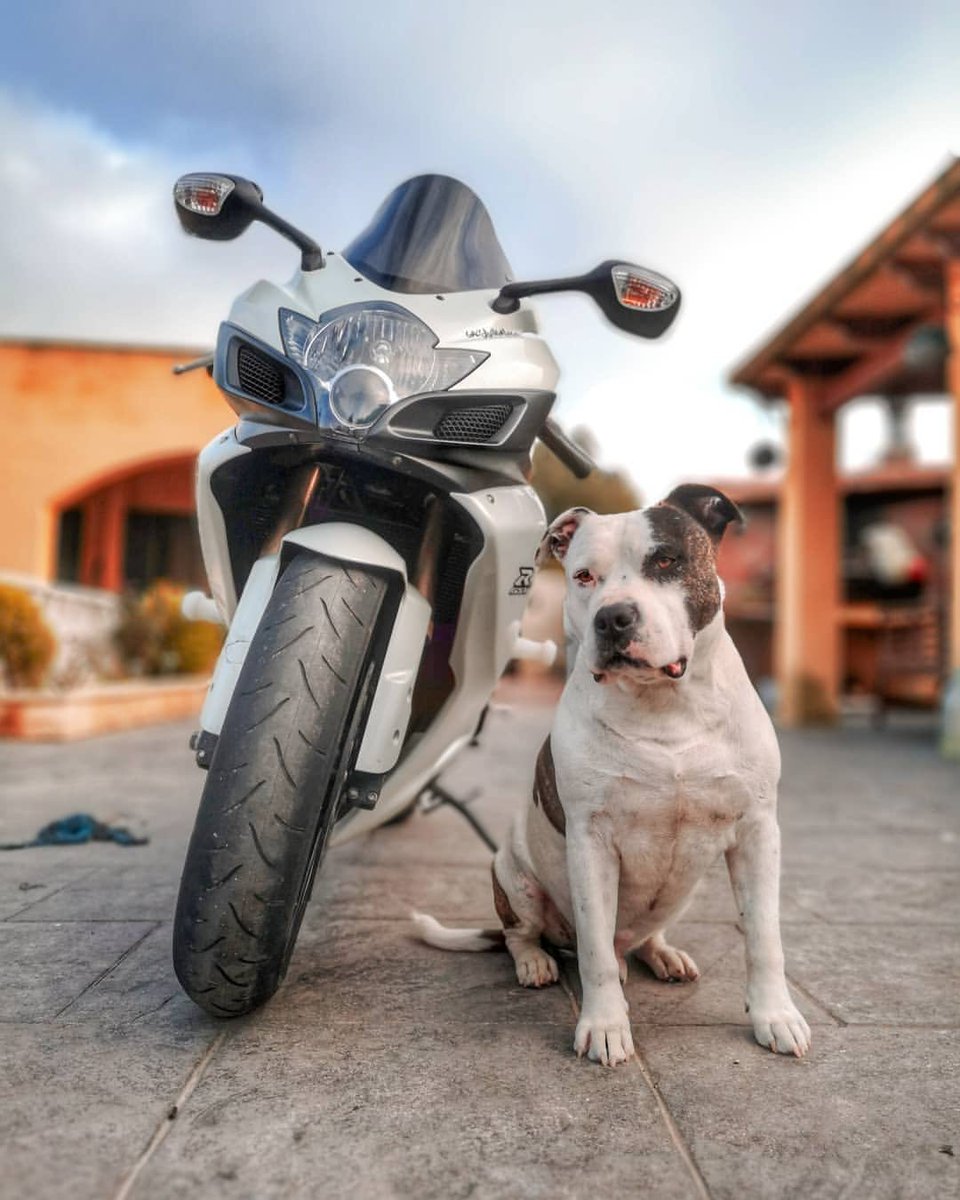 MotosTV's tweet photo. • The two best friends we can ever ask for 🏍🐶⁣⁣
⁣⁣
• Los dos mejores amigos que podemos llegar a tener 🏍🐶⁣⁣ https://t.co/5UmpknvlNH
