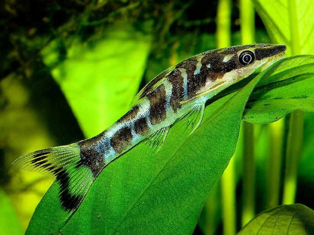 aquafooduk's tweet photo. Otocinclus cocama
Price starts from 14.1 GBP
Tag a friend who would love this!
Go and get it at https://t.co/qfdGGApvjX
#cocama #oto #otocinclus #zebra
#aquaticplants https://t.co/0cuMDTsmV2