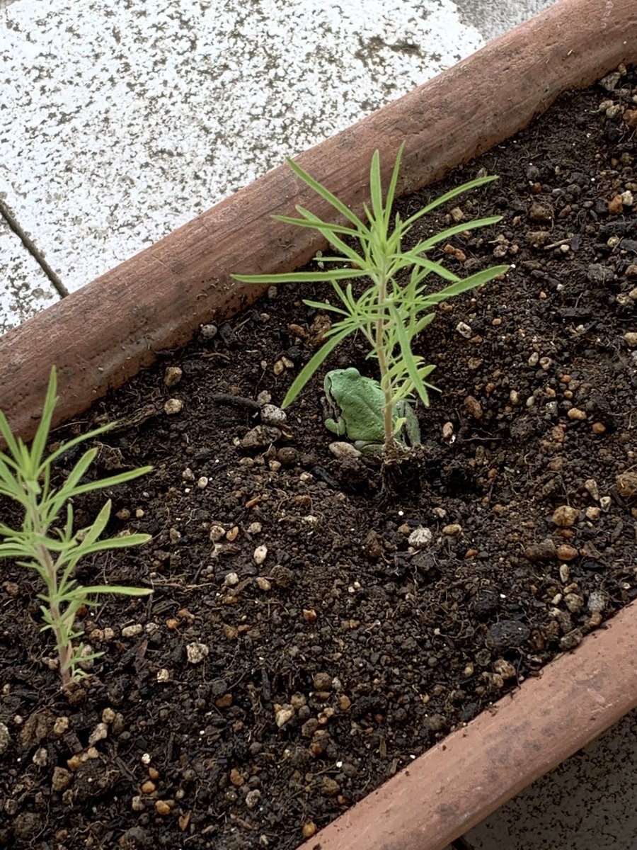 みほ おはようございます 今日は曇り空の福島市です プランターに植えたコキア苗の根本の様子が変だぞ よく見たら が鎮座 あれこれ発見してから 2時間 まったく動きません くぼみにピッタリフィットして気持ちいいのかな 笑 福島市 空