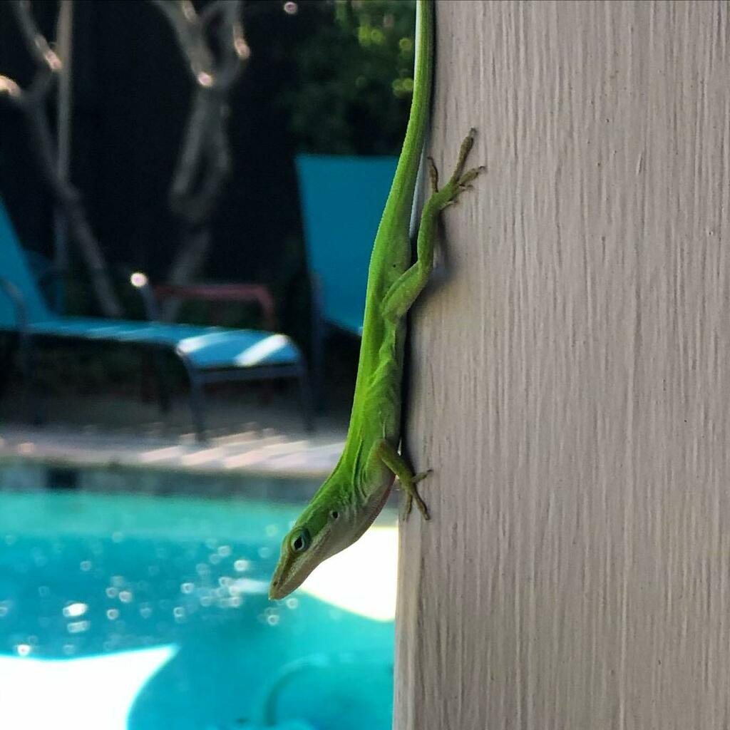 volotr's tweet photo. My bbq buddy. #greenAnole https://t.co/xgWCBHP4tX https://t.co/GRVxFzPeQn