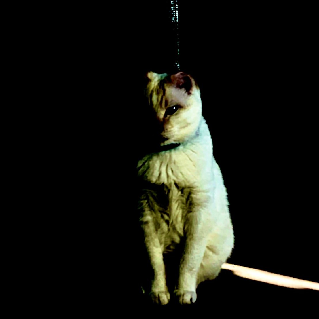 夜驚症 Twitter Search