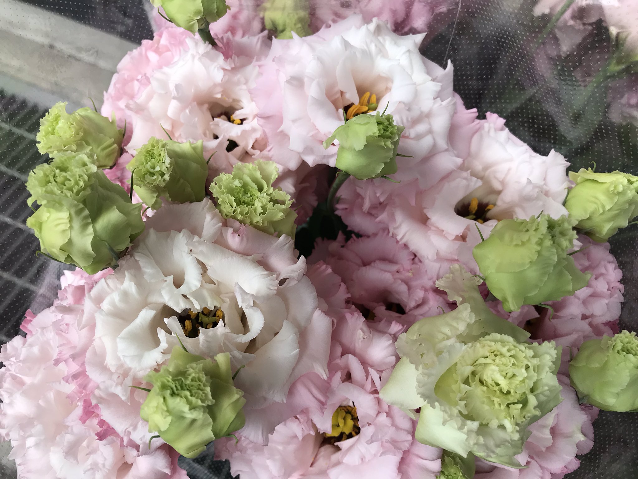 花と葉っぱの店 プント おはようございます 涼しい朝の埼玉北部ですー 今日も市場で仕入れのスタートですが 途中寝てしまった なかなか疲れが取れませんね トルコキキョウのセレブクイーンとセレブリッチホワイト あと 珍しく仕入れた紅花
