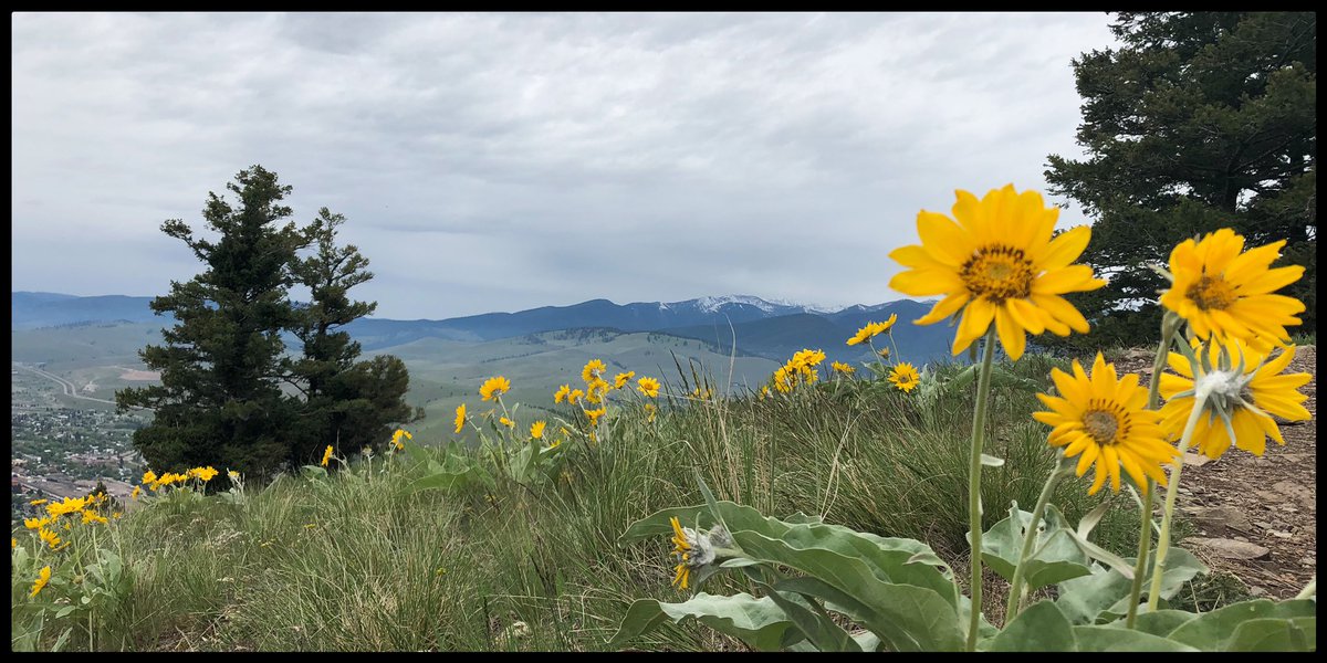 PamEstill's tweet photo. Balsam Root on #mountsentinel. https://t.co/p49W3xO1fC