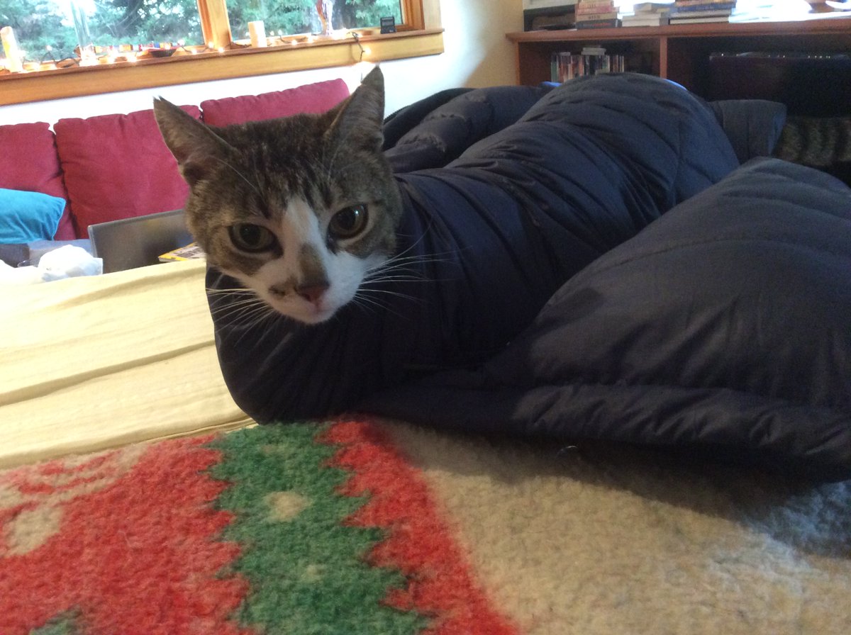 Observatory Cats tweet media