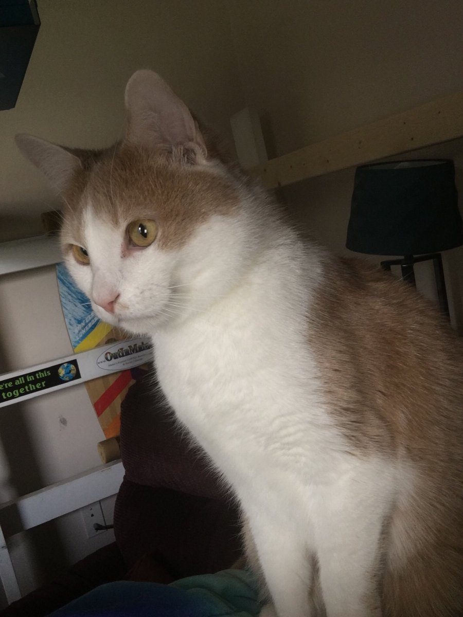 cimonimimoni's tweet photo. can mye frend’s Plese ,.,, send an cote piktor for dadi ? Th stov cot all , on fior wen he trye to cook an dinor ,.  Hows wos fol ofv smoek an Ime wos hidin : ( ,,  evreetheng okey noaw and we’m fine butt , he Vari shakin and nedeng Th hughs an cudles https://t.co/AbHrTcA8D6