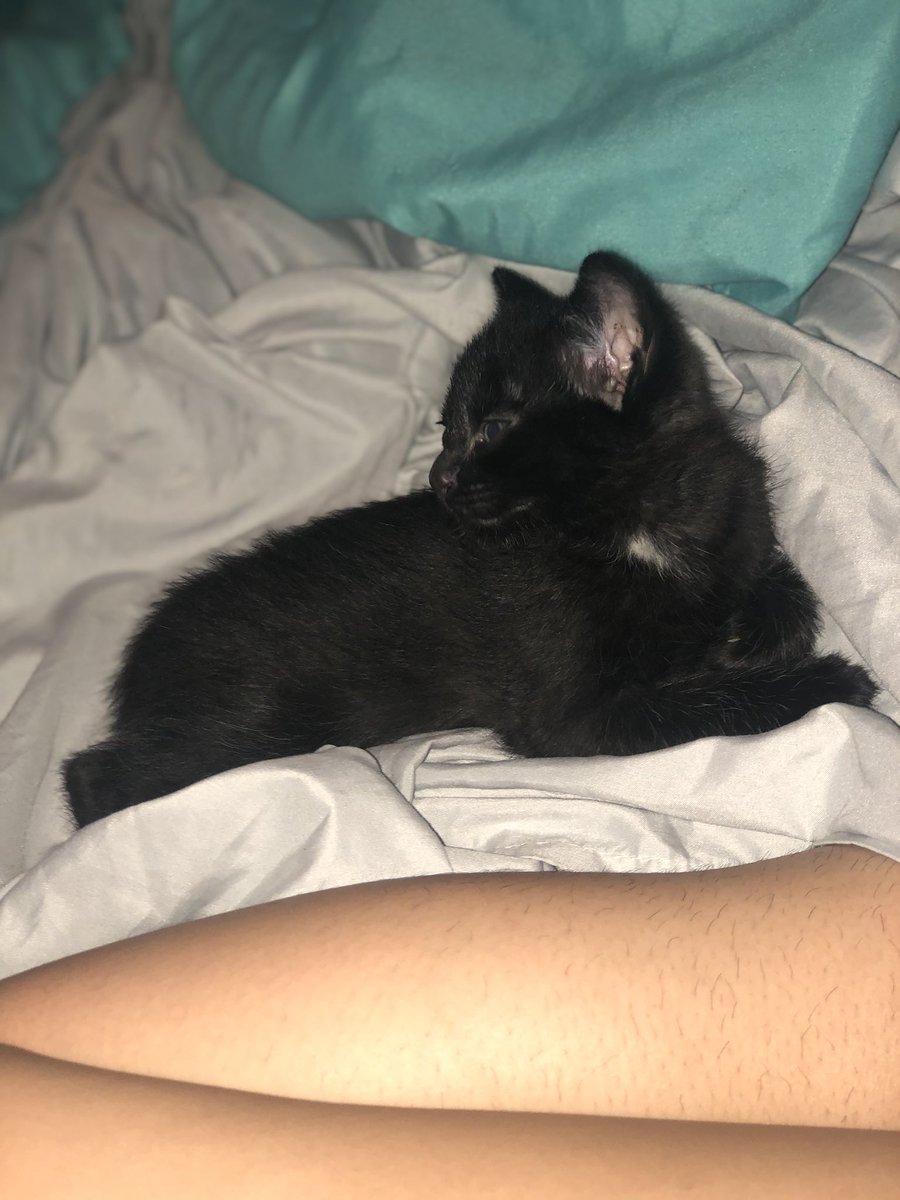 rivera_jeyliane's tweet photo. Everybody meet our fur baby Shadow Knight💙 #RipMidnight @Araillian_Queen https://t.co/VcWIDqkdw4