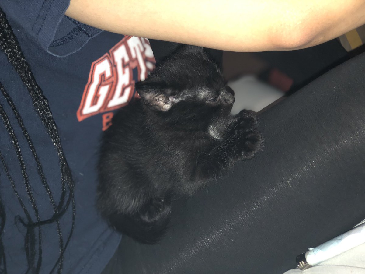 rivera_jeyliane's tweet photo. Everybody meet our fur baby Shadow Knight💙 #RipMidnight @Araillian_Queen https://t.co/VcWIDqkdw4