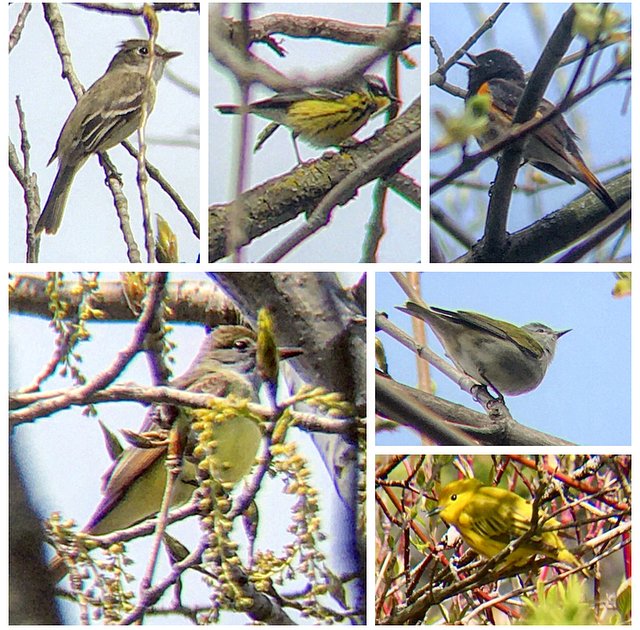 Ontario Place bird notes #28 | A Great Crested Flycatcher, a Tennessee Warbler, and Least Flycatcher bring my count to over 100 species in this area... today also an Osprey, American Redstarts, Rose-breasted Grosbeak, Lincoln's Sparrows, Killdeer, Catbirds, and a Red-eyed Vireo.