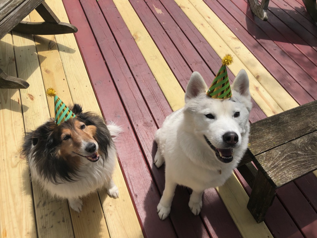 Obsolete_Junkie's tweet photo. We came to party. 🥳
#pup #party #dogsoftwitter #dogs https://t.co/SiUTm6P70b
